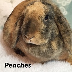 Thumbnail photo of Peaches #2