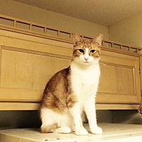 Azalea City Cat Coalition In Mobile Alabama