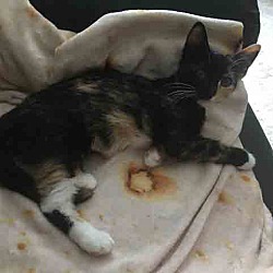 Montgomery County Spca In Gaithersburg Maryland