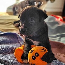 Thumbnail photo of Vampira #3