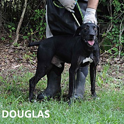 Thumbnail photo of Douglas #2