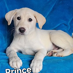 Photo of Prince