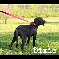 Thumbnail photo of Dixie 2 #2