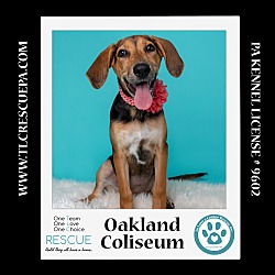 Thumbnail photo of Oakland Coliseum (Ballpark Pups) 050424 #4