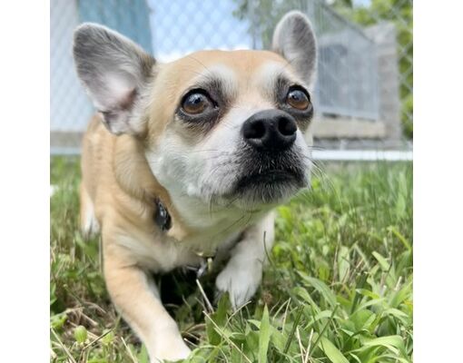 Lansing, MI - Mixed Breed (Small)/Mixed Breed (Medium). Meet Paco a Pet