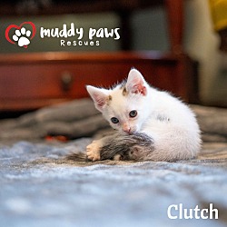 Thumbnail photo of Auto Parts Litter - Clutch #4