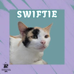 Thumbnail photo of Swiftie #1