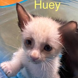 Thumbnail photo of Huey BD #1