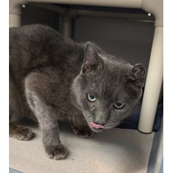 Thumbnail photo of Octonaut (FIV+)- Foster to Adopt #2