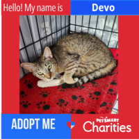 adopt a pet