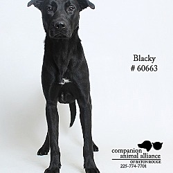 Thumbnail photo of Blacky #2