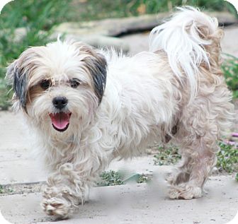 havanese rescue nj