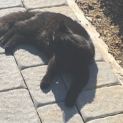 Thumbnail photo of Tootsie - BARN CAT #2