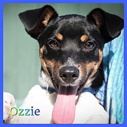 Thumbnail photo of Ozzie #2
