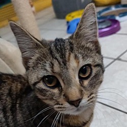 Thumbnail photo of Eliza (aka Lilly) #4