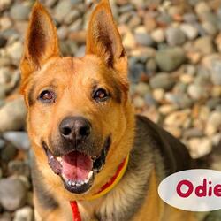 Photo of *ODIE