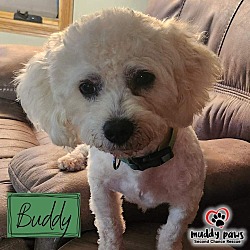 Photo of Buddy - no longer accepting applications