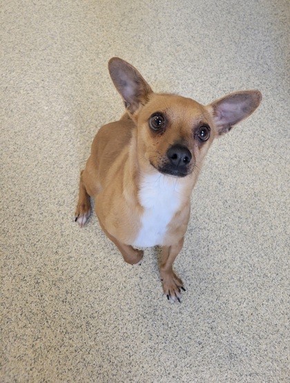 Westampton, NJ - Chihuahua. Meet Stimpy a Pet for Adoption - AdoptaPet.com