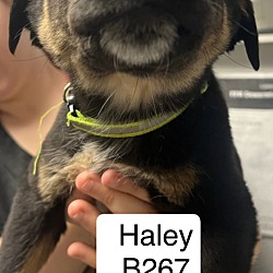 Photo of Haley B267