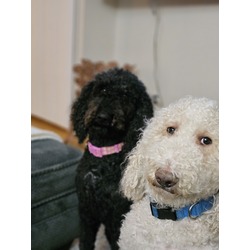 Thumbnail photo of Scottie & Cali #1