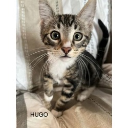 Thumbnail photo of Hugo #2