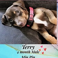 adopt a pet