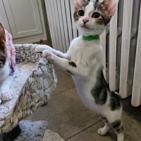 adopt a pet