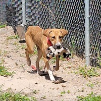 adopt a pet