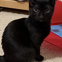 adopt-pet