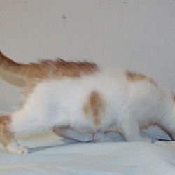 Thumbnail photo of Fred-ADOPTED #4