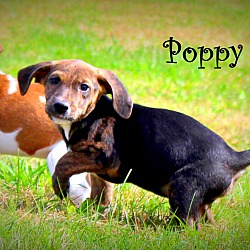 Thumbnail photo of Poppy ~ adopted! #2