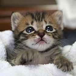 Thumbnail photo of Teeny Kittens #2