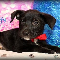 Thumbnail photo of Daffy~adopted! #2