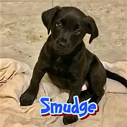 Thumbnail photo of Smudge #4