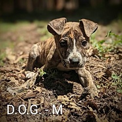 Photo of D.O.G.