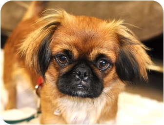 pug cross king charles cavalier for sale