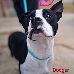 Thumbnail photo of Dodger #4
