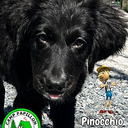 Photo of Pinocchio