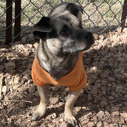 Photo of Bee - Small Dog Alert! Good with other dogs! Adoption Special $25!
