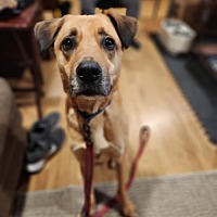 adopt a pet