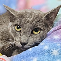 adopt a pet