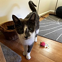 adopt a pet