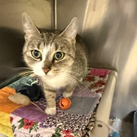adopt a pet