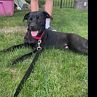 adopt-pet