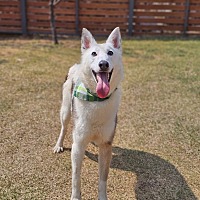 adopt-pet