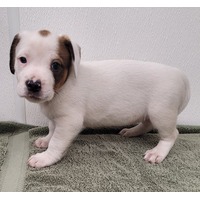 adopt-pet