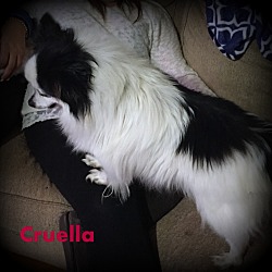 Thumbnail photo of Cruella #3