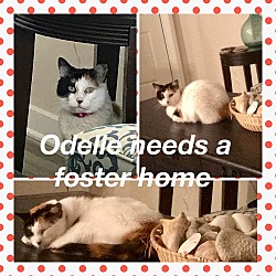 Thumbnail photo of Odelle-FELV positive #4