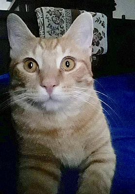 Cerritos Ca Egyptian Mau Meet Mr Orange A Pet For Adoption