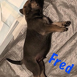 Thumbnail photo of fred #3
